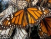 Миграция бабочек данаида монарх (19 фото)