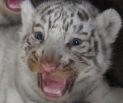 Новорожденные белые тигрята в японском зоопарке Тобу