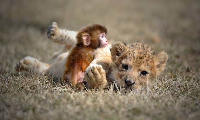Львенок и обезьянка - Фото - Goodnewsanimal.ru