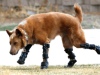 Пес ходит на четырех бионических протезах
