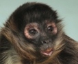 В зоопарке Екатеринбурга поселилась паукообразная обезьянка