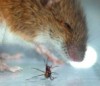 Полевые мыши считают муравьев перед тем как съесть