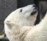 Две белых медведя резвятся в вольере (16 фото)