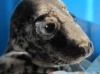 В Ленинградской области зоологи выхаживают тюленей и нерпу