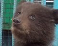 Жители Киргизки нашли медвежонка