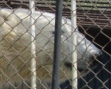 В Пензенском зоопарке белый медведь радуется бассейну