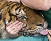 В зоопарке Израиля тигра лечат иглоукалыванием