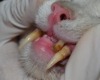 В Новосибирске прооперировали саблезубого кота