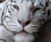 Ученые раскрыли секрет белых тигров