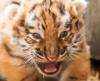 Зоопарк Питтсбурга показал новорожденного амурского тигренка