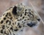 Дальневосточный леопард заснят на видео
