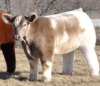Удивительные плюшевые коровы из Айовы