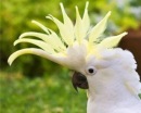 Попугаи какаду оказались неожиданно умными