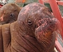 Во Владивосток спецрейсом прилетели два детеныша моржей