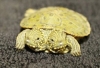 В Сан-Антонио родилась двухголовая черепаха