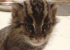 В Смитсоновском зоопарке родился детеныш кошки-рыболова