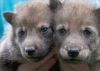 В зоопарке Норвегии показали двух серых волчат