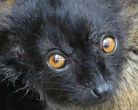 Детеныш черного лемура из зоопарка Великобритании