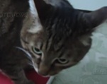 В Саратове хозяева кота столкнулись с проблемой веса питомца