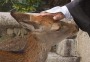 Японский город Нара настоящий Рай для оленей