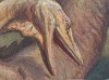 В Иордании нашли огромный скелет мозазавра