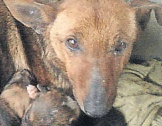 Дворовая собака спасла выброшенного младенца