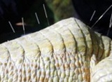 В Бразилии аллигатору-альбиносу делают иглоукалывание