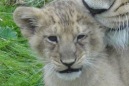 Заботливая львица Ишара (16 фото)