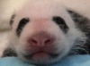 В Смитсоновском зоопарке определили пол детеныша панды