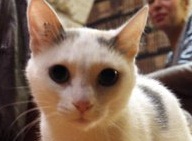 Во Франции открылось кошачье кафе