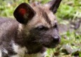 Первый щенок гиеновидной собаки в зоопарке Эдинбурга