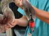 Ветеринар Даллакян прооперировал подбитого браконьерами лебедя