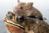 Лягушка спасла тонущую крысу