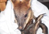 Австралиец спас кенгуренка, сделав ему искусственное дыхание