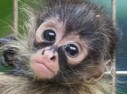 В зоопарке Базеля подрастает детеныш паукообразной обезьянки