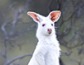 В Австралии в дикой природе обнаружили кенгуру-альбиноса