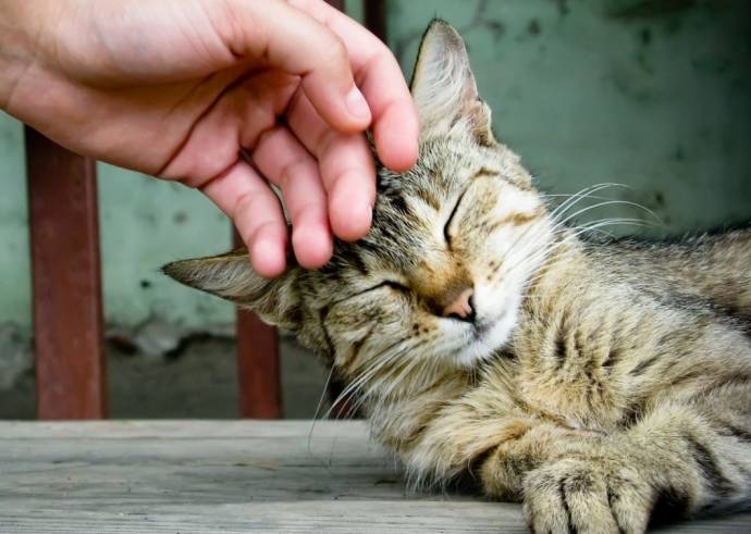 Мурлыканье кошки польза для человека