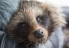 Житель Амурской области спас от смерти енотовидную собаку