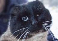 Без глаза, но живой – хозяйка нашла кота через два года