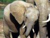 Слоны способны сочувствовать и утешать друг друга