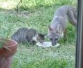 Засуха в Техасе помирила диких лис с котами