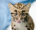 Детеныш дымчатого леопарда из Вашингтона