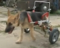 Парализованному псу из Польши сделали коляску