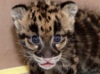 В зоопарке Денвера показали детенышей дымчатого леопарда