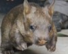 В Зоопарке Таронга родился детеныш шерстоносого вомбата