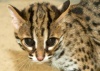 В зоопарке Берлина родились палаванские бенгальские котята