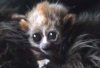В английском зоопарке выхаживают детеныша карликового лори