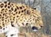 Китайские пограничники засняли редких амурских леопардов