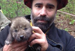 Пожарные на Аляске спасли пятерых волчат