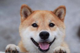 Мару - самый улыбчивый японский пес